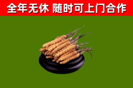 安康市烟酒回收冬虫夏草.jpg